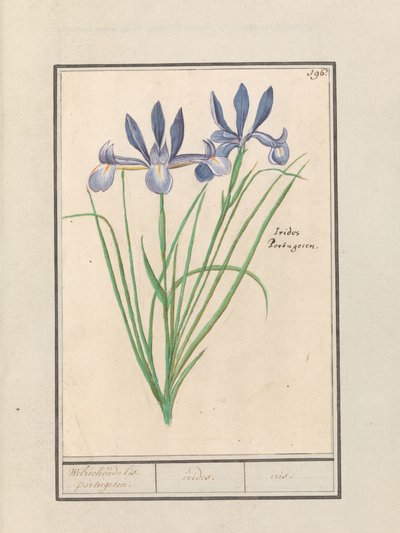 Iris blu (Iris sibirica) da Anselmus Boëtius de Boodt