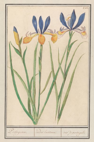 Iris giallo-blu (Iris sibirica) da Anselmus Boëtius de Boodt