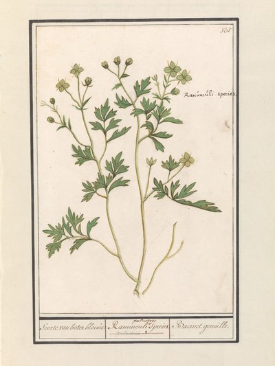 Ranuncolo (Ranunculus) da Anselmus Boëtius de Boodt