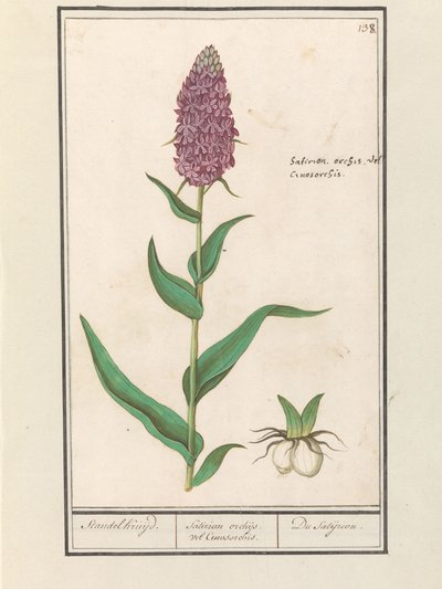 Brede orchis (Dactylorhiza majalis) da Anselmus Boëtius de Boodt