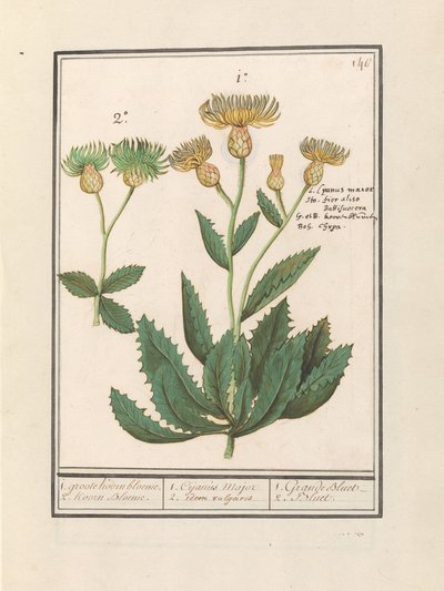 Centauri (Centaurea) da Anselmus Boëtius de Boodt