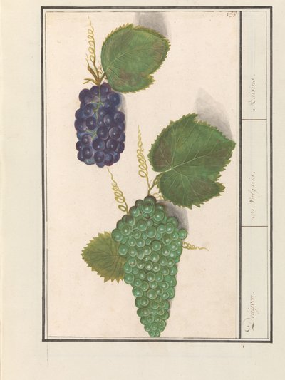 Uva (Vitis vinifera) Uve. / uva Vulgaris. / Uvetta (titolo sull
