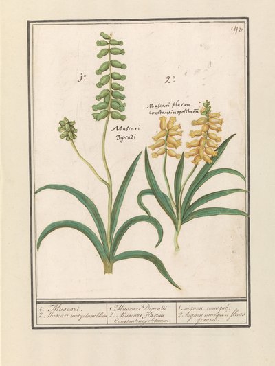Muscari da Anselmus Boëtius de Boodt
