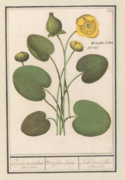 Gele plomp (Nuphar lutea) da Anselmus Boëtius de Boodt