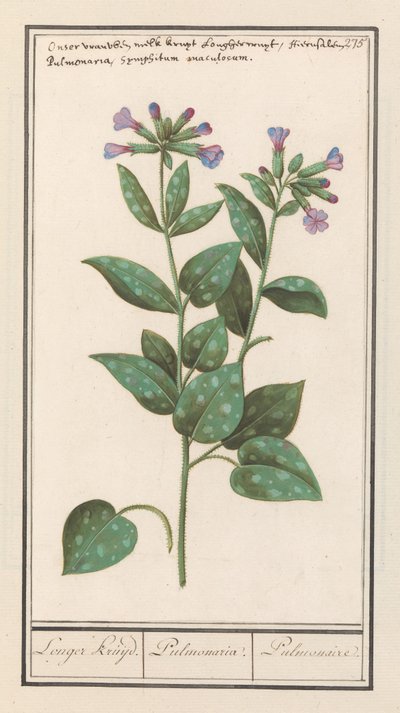 Polmonaria officinalis (Pulmonaria officinalis) da Anselmus Boëtius de Boodt