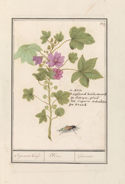 Grande malva (Malva sylvestris) da Anselmus Boëtius de Boodt