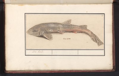 Palombo (Scyliorhinus canicula) da Anselmus Boëtius de Boodt