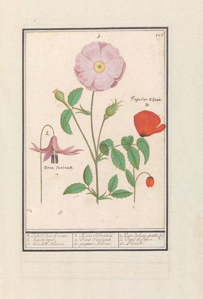 Hondstand (Erythronium), Rosa Selvatica (Rosa) e un Papavero (Papaver) da Anselmus Boëtius de Boodt