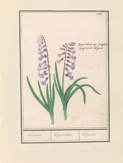 Giacinto (Hyacinthus orientalis) da Anselmus Boëtius de Boodt