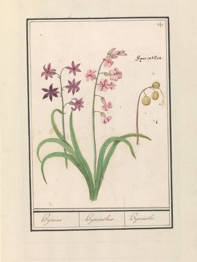 Giacinto (Hyacinthus orientalis) da Anselmus Boëtius de Boodt