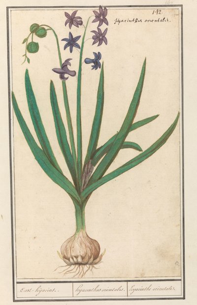 Giacinto (Hyacinthus orientalis) da Anselmus Boëtius de Boodt