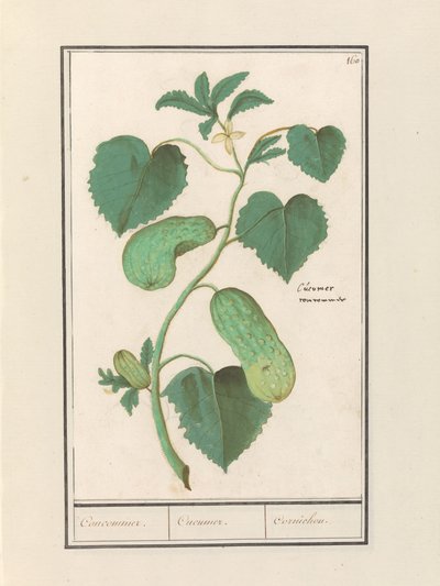 Cetriolo (Cucumis sativus) da Anselmus Boëtius de Boodt