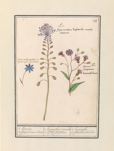 Giacinto crestato (Muscari comosum) e fiordaliso (Centaurie) da Anselmus Boëtius de Boodt