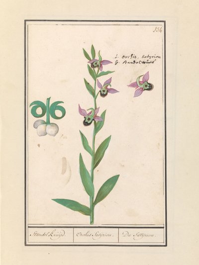 Orchidea Bombina Ridente (Ophrys bombyliflora) e anemoni (Anemone) da Anselmus Boëtius de Boodt