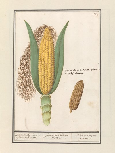 Mais (Zea mays) da Anselmus Boëtius de Boodt