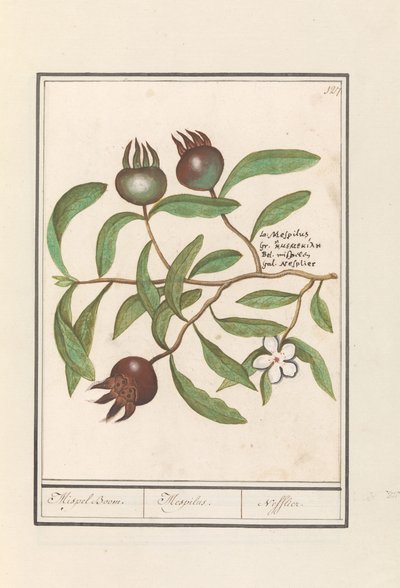 Nespolo (Mespilus germanica) da Anselmus Boëtius de Boodt