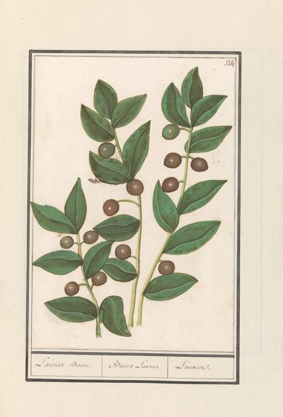 Olivo (Olea europaea) da Anselmus Boëtius de Boodt