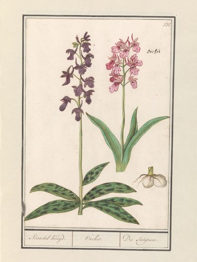 Orchidea da Anselmus Boëtius de Boodt