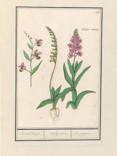 Orchidea (Orchidaceae) da Anselmus Boëtius de Boodt