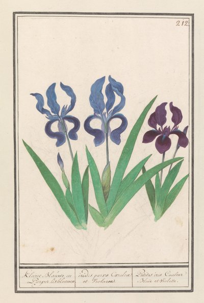 Iris viola (Iris germanica) da Anselmus Boëtius de Boodt