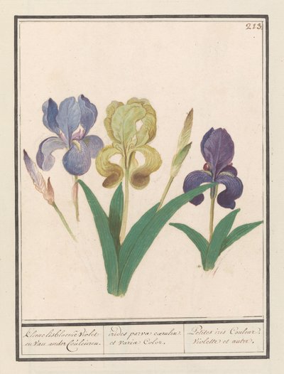 Iris tedesca (Iris germanica) da Anselmus Boëtius de Boodt