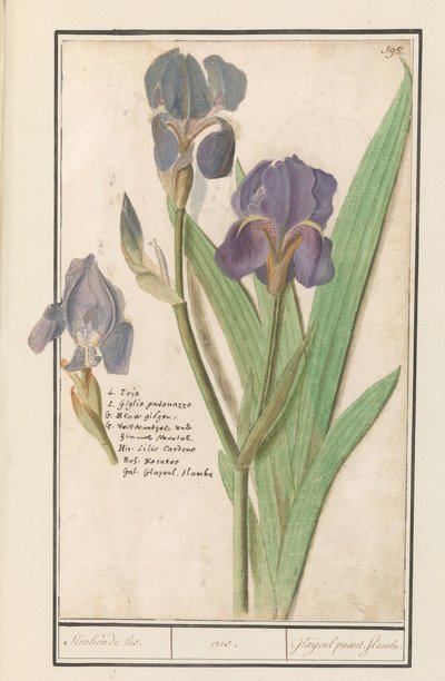 Iris tedesca (Iris germanica) da Anselmus Boëtius de Boodt