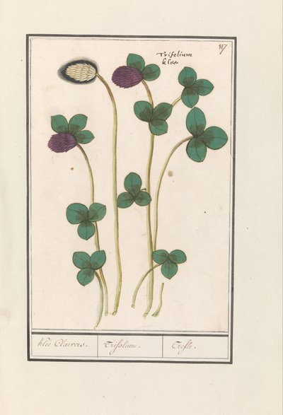 Trifoglio rosso (Trifolium pratense) da Anselmus Boëtius de Boodt