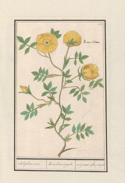 Rosa (Rosa) da Anselmus Boëtius de Boodt