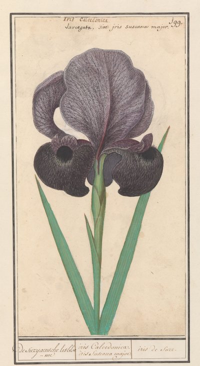 Iris susiana da Anselmus Boëtius de Boodt