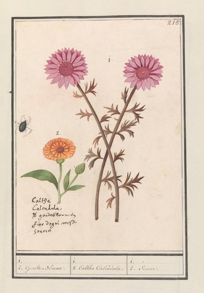 Fiore rosa (sconosciuto) e calendula (Calendula officinalis) da Anselmus Boëtius de Boodt