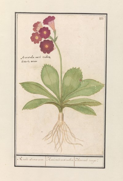 Primula da Anselmus Boëtius de Boodt