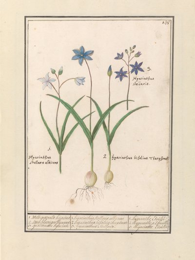 Giacinto stellato (Scilla) da Anselmus Boëtius de Boodt