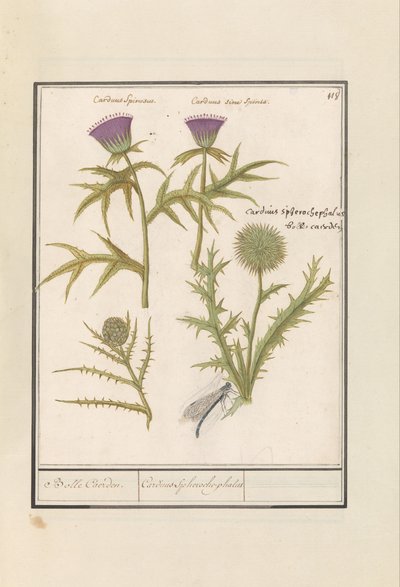 Cardo (Carduus) e Carciofo (Cynara cardunculus) da Anselmus Boëtius de Boodt