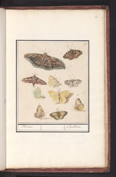 Farfalle e falene da Anselmus Boëtius de Boodt