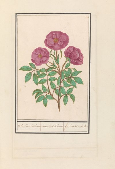 Rosa Selvatica (Rosa) da Anselmus Boëtius de Boodt
