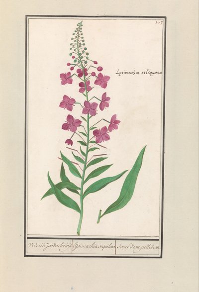 Epilobio (Chamerion angustifolium) da Anselmus Boëtius de Boodt