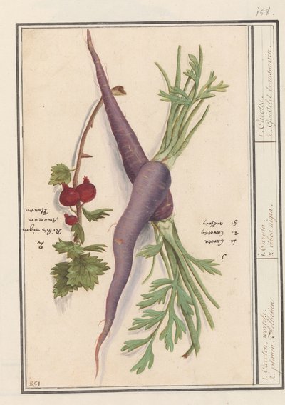 Carota (Daucus carota) e ribes rosso (Ribes rubrum) da Anselmus Boëtius de Boodt