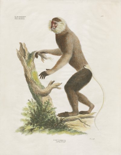  da Anstalt Arnz & Co.