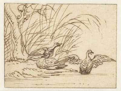 Tre anatre sulla riva da Anthonie van Borssom
