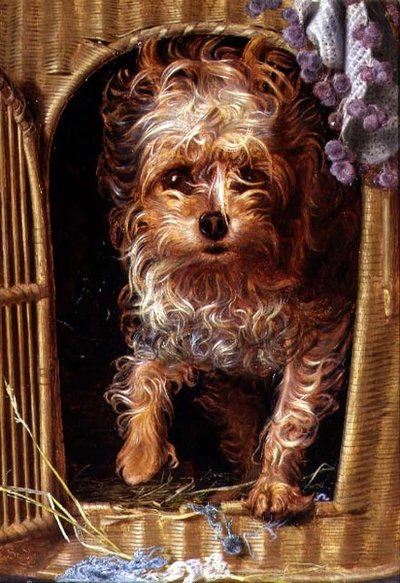 Darby, un Yorkshire Terrier da Anthony Frederick Augustus Sandys