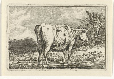 Mucca in piedi in una pozza Mucche (serie) da Anthony Oberman