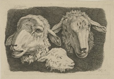 Due teste di pecora e una testa di agnello (serie: Studi di mucche, pecore e capre) da Anthony Oberman