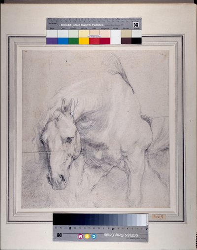 Testa e quarti anteriori di un cavallo grigio da Anthony van Dyck