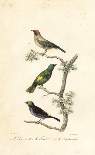 Tangara brunita, tangara testa verde e tangara paradiso da Antoine (after) Chazal