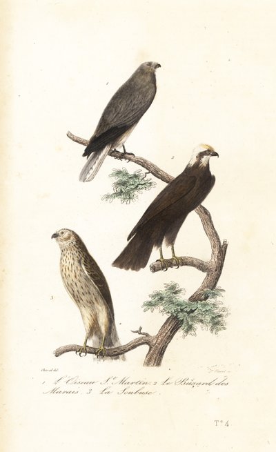 Albanella reale, albanella eurasiatica e albanella minore da Antoine (after) Chazal