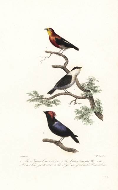 Specie di manachino da Antoine (after) Chazal