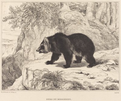 Orso del Mississippi, 1836 da Antoine Louis Barye