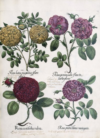 Quattro tipi di rose, 1613 da Antoine Pesne