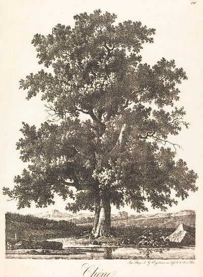 Quercia da Antoine Pierre Mongin