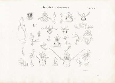 Anatomia degli insetti da Anton Wachsmann